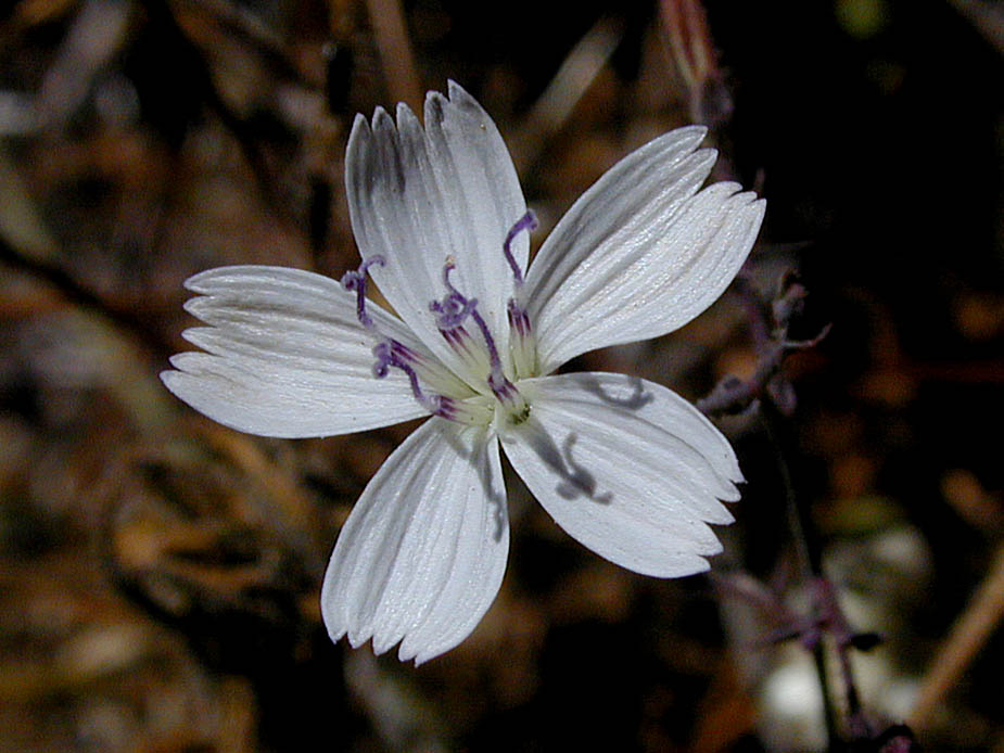 Stephanomeria exigua; Photo # 54
by Kenneth L. Bowles