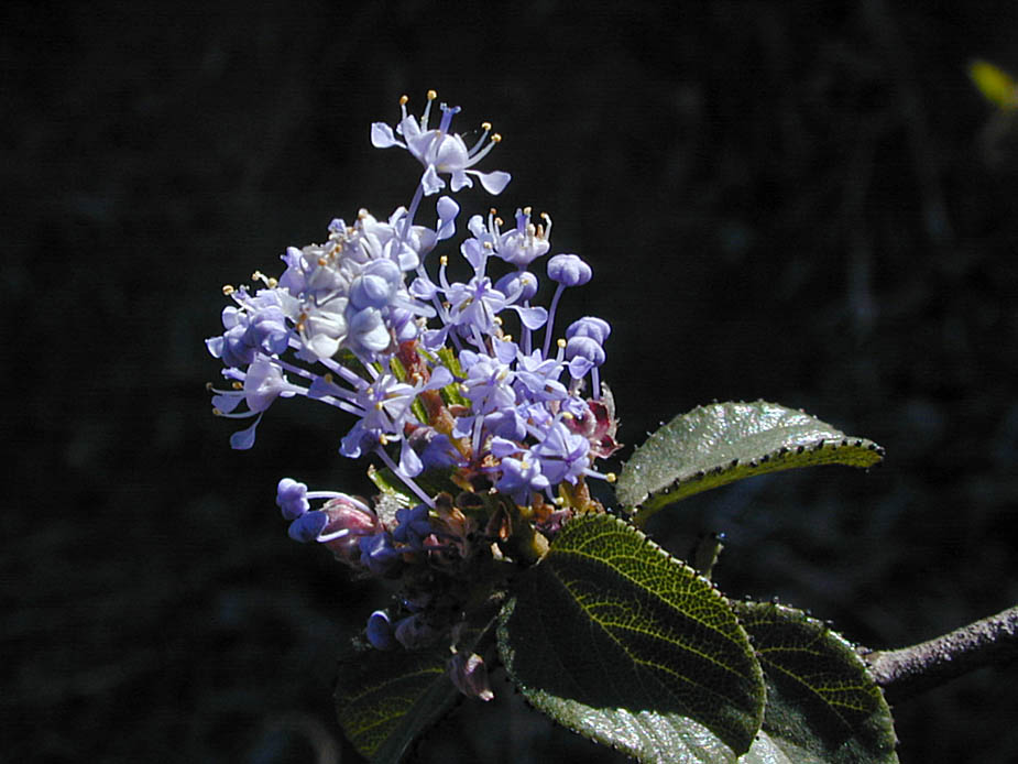 Ceanothus tomentosus; Photo # 68
by Kenneth L. Bowles