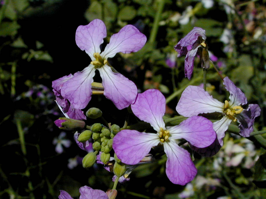 Raphanus sativus; Photo # 48
by Kenneth L. Bowles