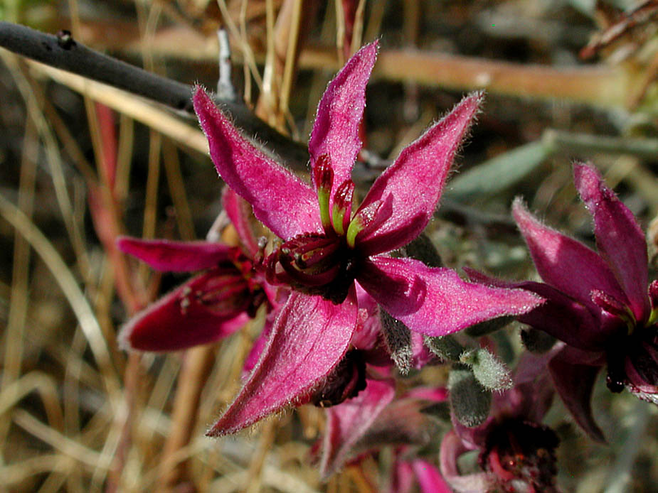 Krameria grayi; Photo # 127
by Kenneth L. Bowles