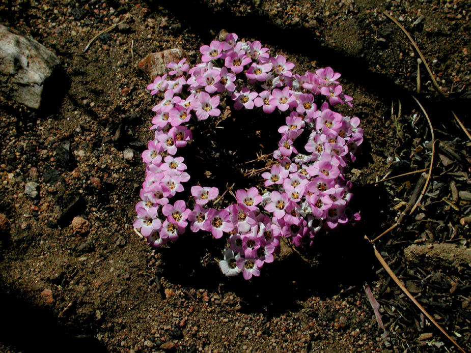 Linanthus orcuttii; Photo # 76
by Kenneth L. Bowles