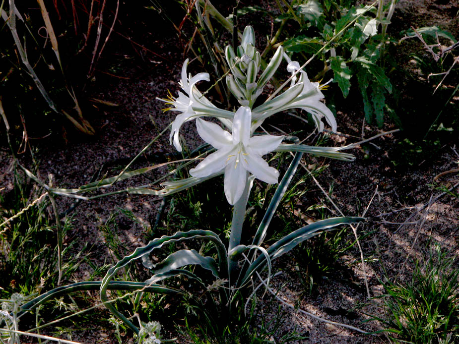Hesperocallis undulata; Photo # 26
by Kenneth L. Bowles