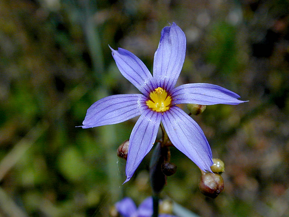 Sisyrinchium bellum; Photo # 4
by Kenneth L. Bowles