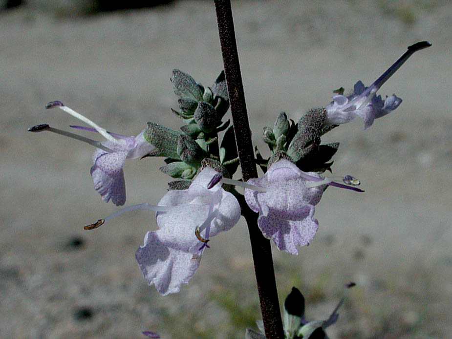 Salvia apiana; Photo # 128
by Kenneth L. Bowles