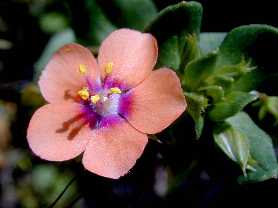 Anagallis arvensis; Photo # 92
by Kenneth L. Bowles