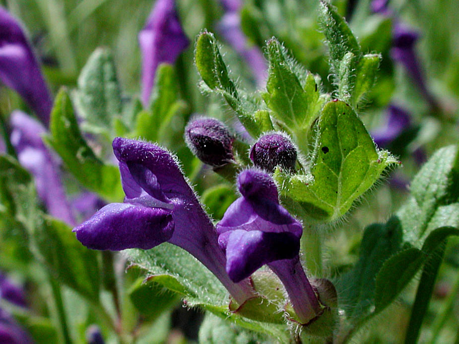 Scutellaria tuberosa; Photo # 129
by Kenneth L. Bowles
