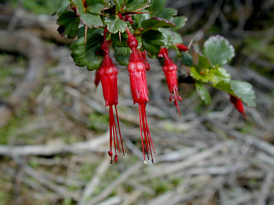Ribes speciosum; Photo # 23
by Kenneth L. Bowles