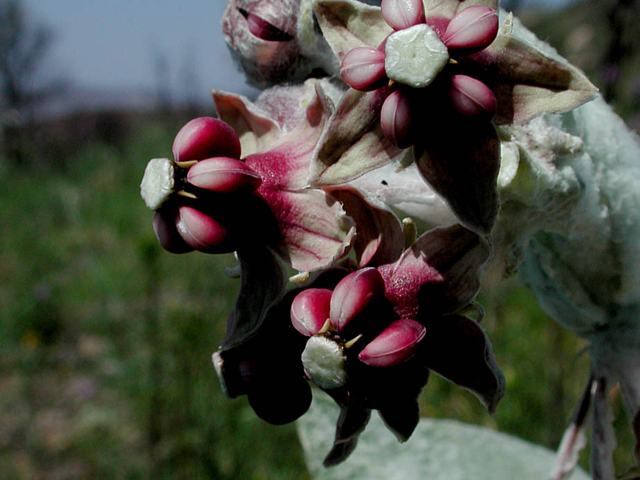 Asclepias californica; Photo # 108
by Kenneth L. Bowles