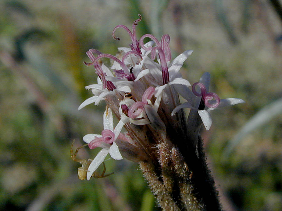 Palafoxia arida; Photo # 109
by Kenneth L. Bowles