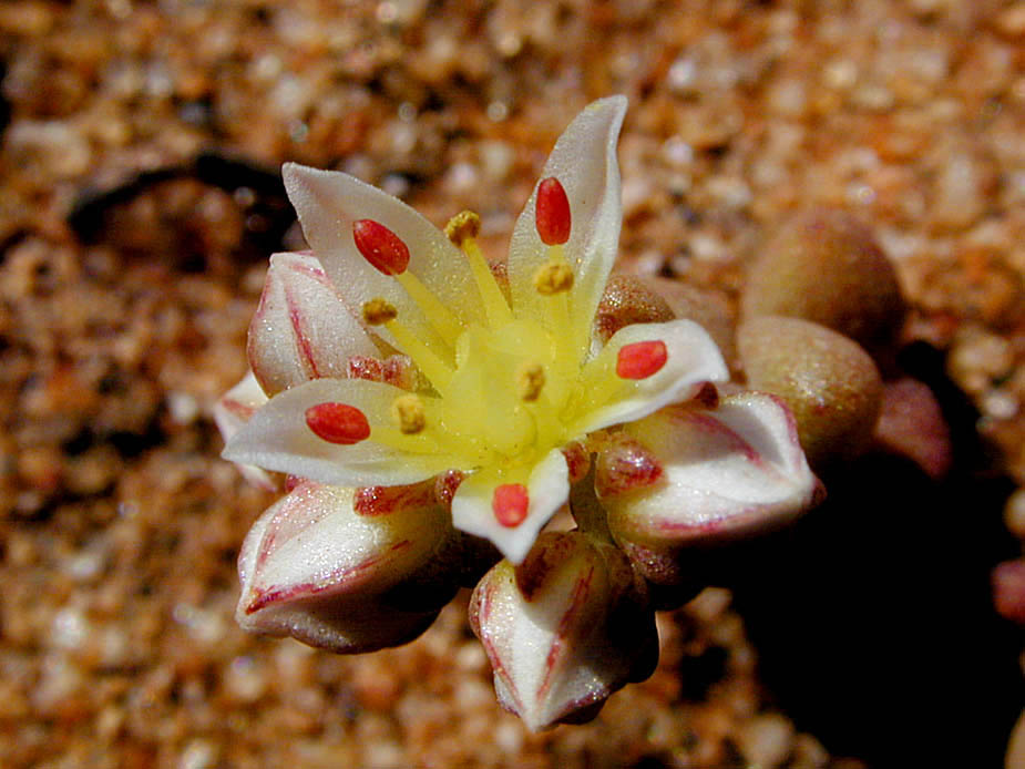 Dudleya brevifolia; Photo # 118
by Kenneth L. Bowles