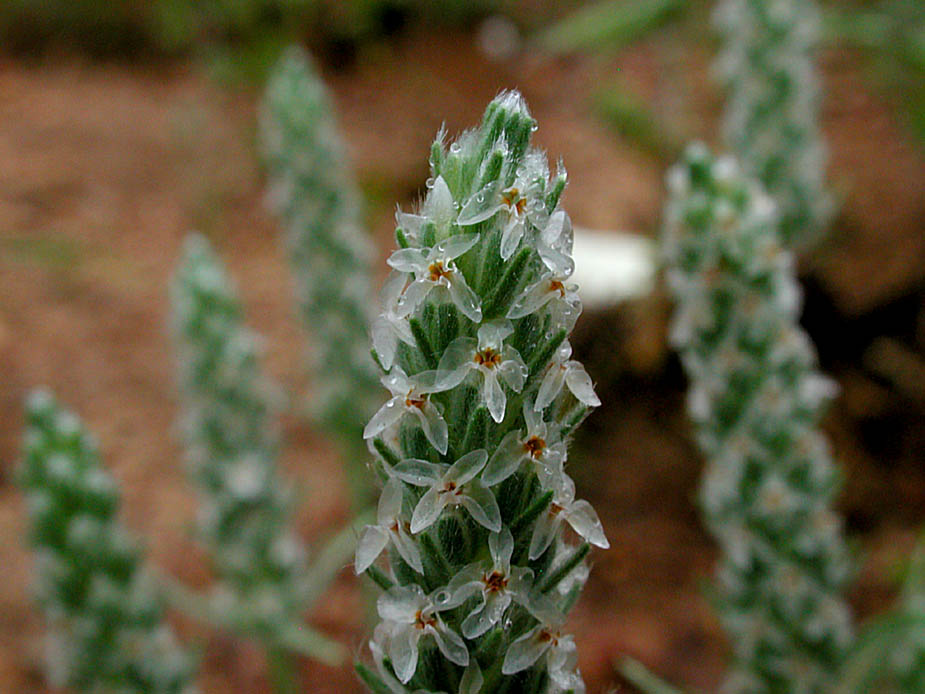 Plantago patagonica; Photo # 137
by Kenneth L. Bowles