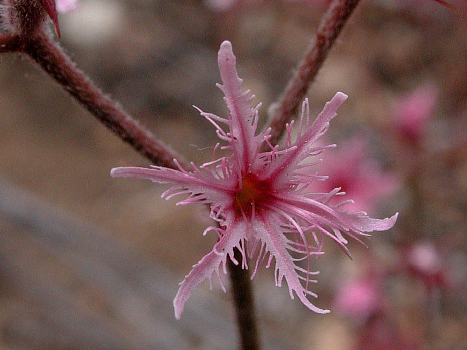 Chorizanthe fimbriata; Photo # 140
by Kenneth L. Bowles