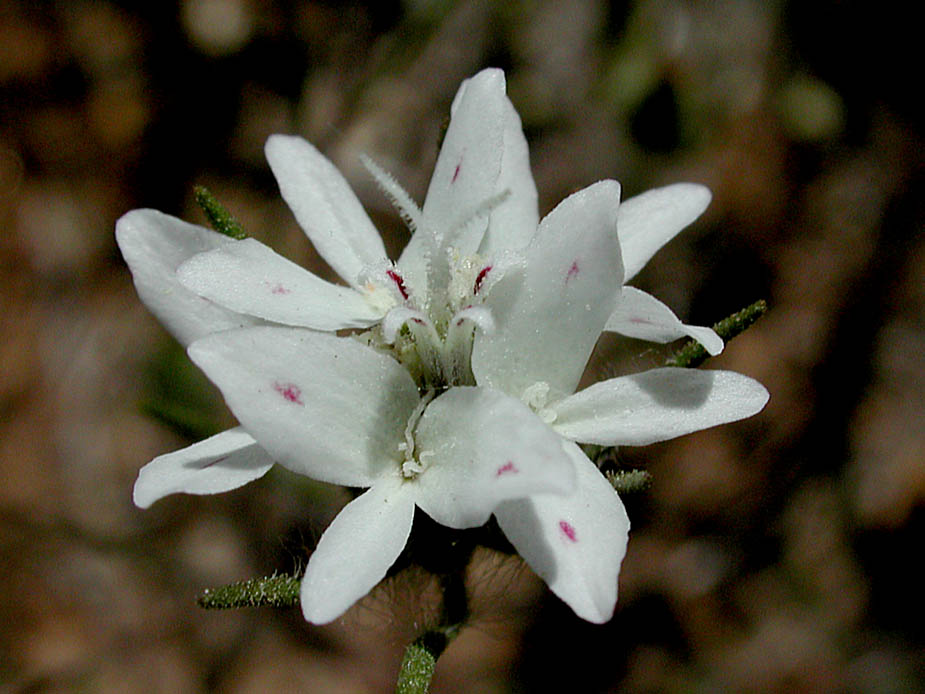 Osmadenia tenella; Photo # 55
by Kenneth L. Bowles