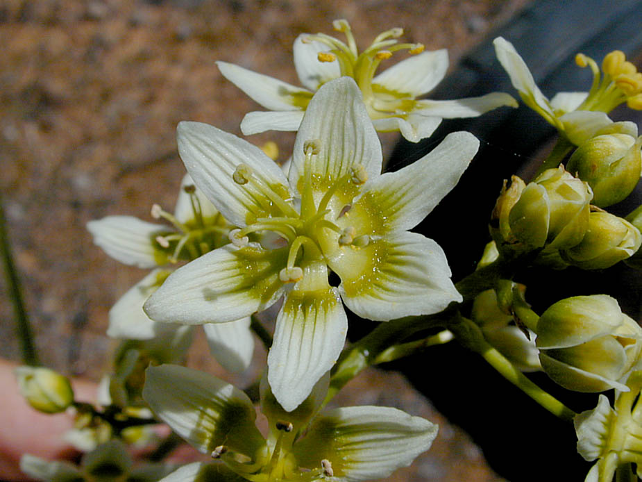 Zigadenus fremontii; Photo # 64
by Kenneth L. Bowles