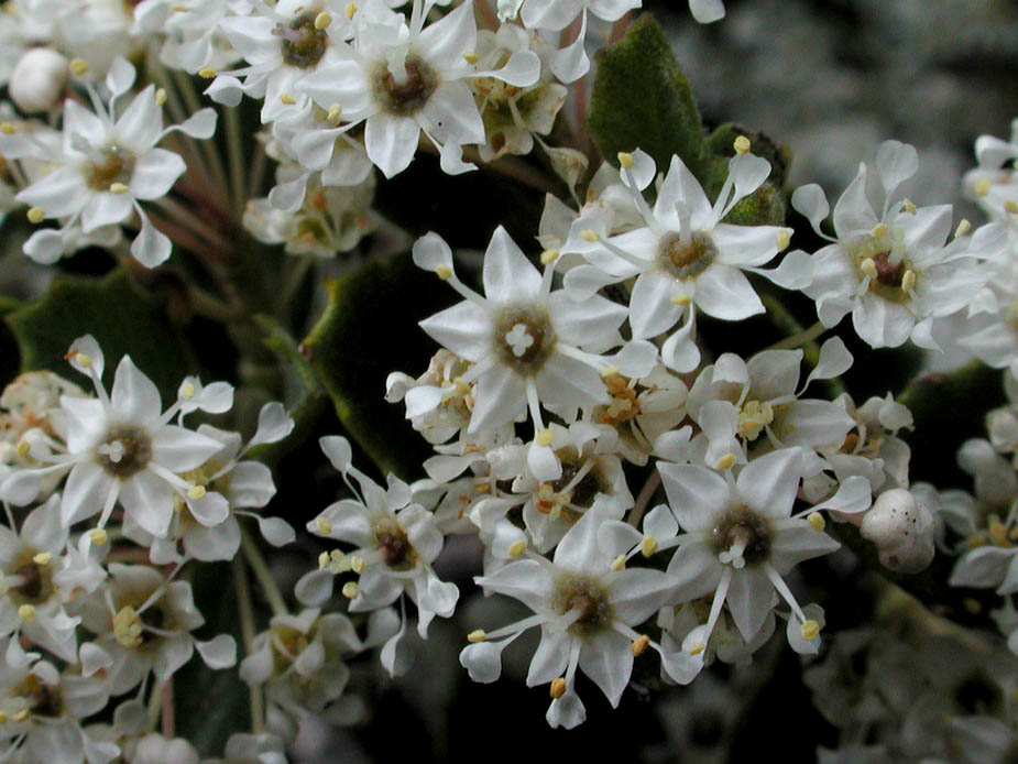 Ceanothus greggii; Photo # 67
by Kenneth L. Bowles