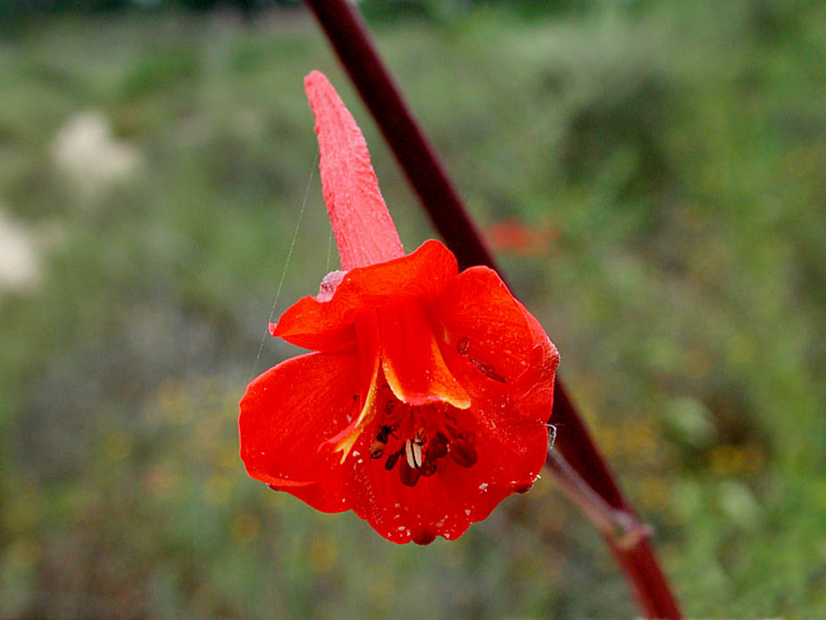Delphinium cardinale; Photo # 75
by Kenneth L. Bowles