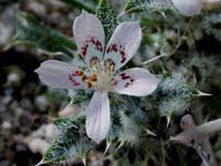 Image 139
© 1999 - 2005 Kenneth L. Bowles.
All rights reserved
Click to enlarge.