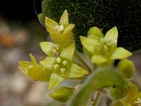 Image 142
© 1999 - 2005 Kenneth L. Bowles.
All rights reserved
Click to enlarge.