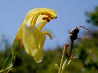 Image 147
© 1999 - 2005 Kenneth L. Bowles.
All rights reserved
Click to enlarge.