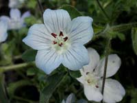 Image 3
© 1999 - 2005 Kenneth L. Bowles.
All rights reserved
Click to enlarge.