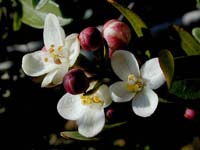 Image 62
© 1999 - 2005 Kenneth L. Bowles.
All rights reserved
Click to enlarge.