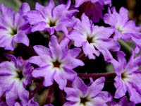 Image 101
© 1999 - 2005 Kenneth L. Bowles.
All rights reserved
Click to enlarge.