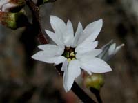 Image 79
© 1999 - 2005 Kenneth L. Bowles.
All rights reserved
Click to enlarge.