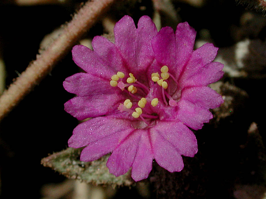 Allionia incarnata; Photo # 133
by Kenneth L. Bowles