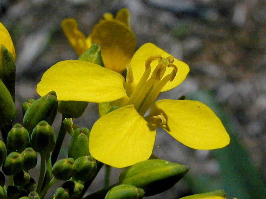 Brassica rapa; Photo # 56
by Kenneth L. Bowles