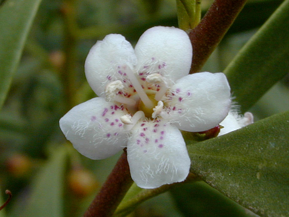 Myoporum laetum; Photo # 84
by Kenneth L. Bowles