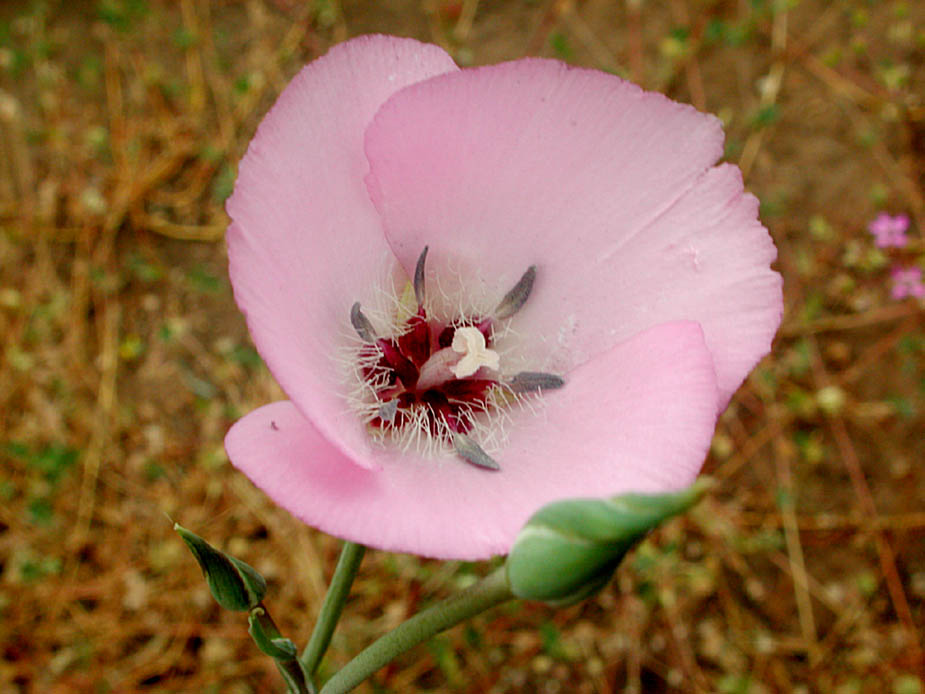Calochortus splendens; Photo # 9
by Kenneth L. Bowles