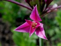 Image 106
© 1999 - 2005 Kenneth L. Bowles.
All rights reserved
Click to enlarge.