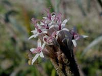 Image 109
© 1999 - 2005 Kenneth L. Bowles.
All rights reserved
Click to enlarge.