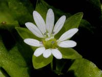 Image 11
© 1999 - 2005 Kenneth L. Bowles.
All rights reserved
Click to enlarge.