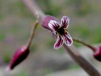 Image 113
© 1999 - 2005 Kenneth L. Bowles.
All rights reserved
Click to enlarge.