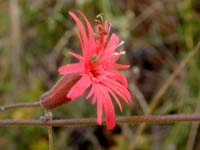 Image 117
© 1999 - 2005 Kenneth L. Bowles.
All rights reserved
Click to enlarge.