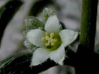 Image 120
© 1999 - 2005 Kenneth L. Bowles.
All rights reserved
Click to enlarge.