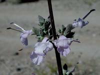 Image 128
© 1999 - 2005 Kenneth L. Bowles.
All rights reserved
Click to enlarge.