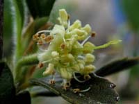 Image 143
© 1999 - 2005 Kenneth L. Bowles.
All rights reserved
Click to enlarge.