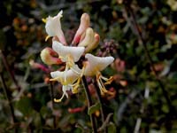 Image 27
© 1999 - 2005 Kenneth L. Bowles.
All rights reserved
Click to enlarge.