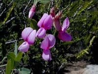 Image 42
© 1999 - 2005 Kenneth L. Bowles.
All rights reserved
Click to enlarge.