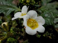 Image 44
© 1999 - 2005 Kenneth L. Bowles.
All rights reserved
Click to enlarge.