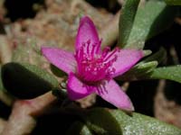 Image 47
© 1999 - 2005 Kenneth L. Bowles.
All rights reserved
Click to enlarge.