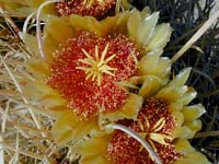 Image 5
© 1999 - 2005 Kenneth L. Bowles.
All rights reserved
Click to enlarge.