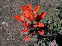 Image 66
© 1999 - 2005 Kenneth L. Bowles.
All rights reserved
Click to enlarge.