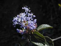 Image 68
© 1999 - 2005 Kenneth L. Bowles.
All rights reserved
Click to enlarge.