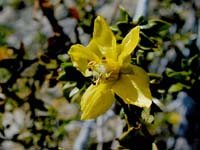 Image 70
© 1999 - 2005 Kenneth L. Bowles.
All rights reserved
Click to enlarge.