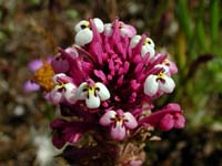 Image 87
© 1999 - 2005 Kenneth L. Bowles.
All rights reserved
Click to enlarge.