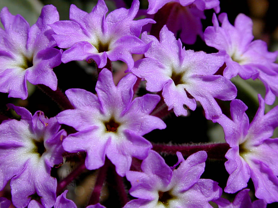 Abronia umbellata ssp. umbellata; Photo # 101
by Kenneth L. Bowles