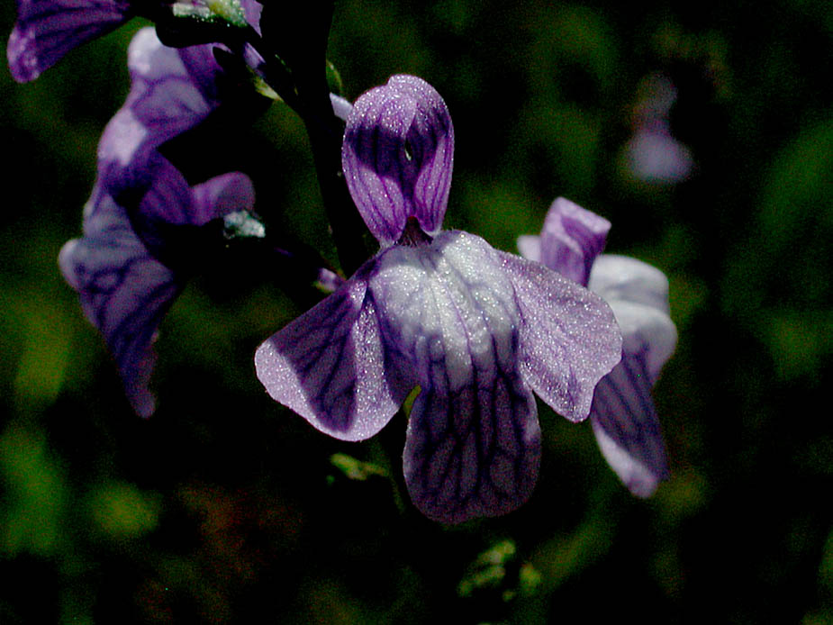 Linaria canadensis; Photo # 102
by Kenneth L. Bowles